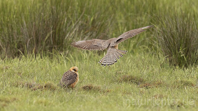 R14653 Rotfußfalke, Weibchen, Red-footed Falcon mating - Christoph Robiller