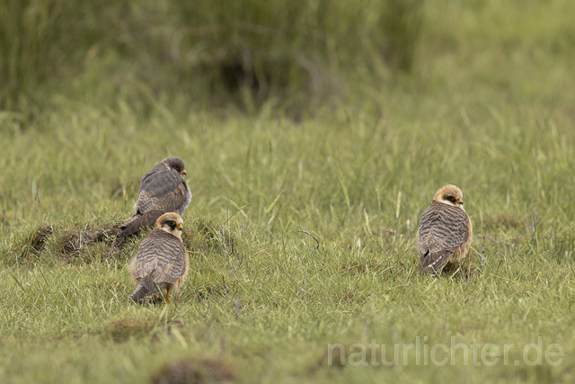 R14654 Rotfußfalke, Gruppe aus Männchen und Weibchen, Red-footed Falcon mating - Christoph Robiller