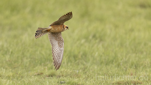 R14655 Rotfußfalke, Weibchen im Flug, Red-footed Falcon mating, female flying - Christoph Robiller