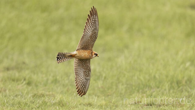 R14657 Rotfußfalke, Weibchen im Flug, Red-footed Falcon mating, female flying