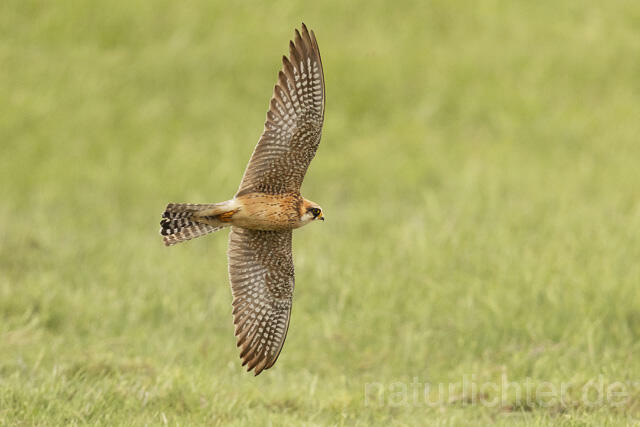 R14658 Rotfußfalke, Weibchen im Flug, Red-footed Falcon mating, female flying
