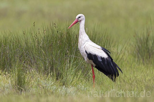 R14665 Weißstorch, White Stork