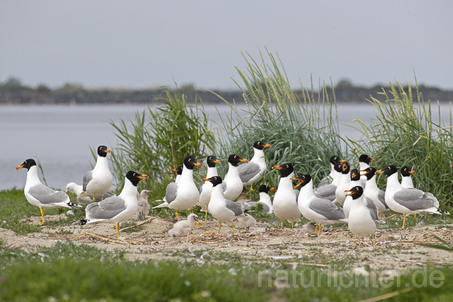 R14685 Fischmöwe, Brutkolonie, Donaudelta, Pallas's Gull, Breeding colony, Danube Delta - Christoph Robiller