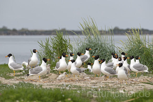 R14685 Fischmöwe, Brutkolonie, Donaudelta, Pallas's Gull, Breeding colony, Danube Delta - C.Robiller/Naturlichter.de