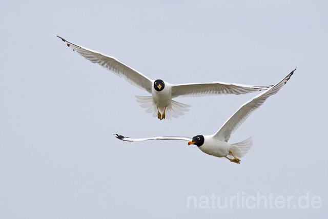R14688 Fischmöwe im Flug, Donaudelta, Pallas's Gull flying, Danube Delta - C.Robiller/Naturlichter.de