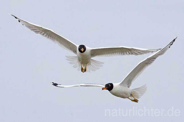R14689 Fischmöwe im Flug, Donaudelta, Pallas's Gull flying, Danube Delta - C.Robiller/Naturlichter.de