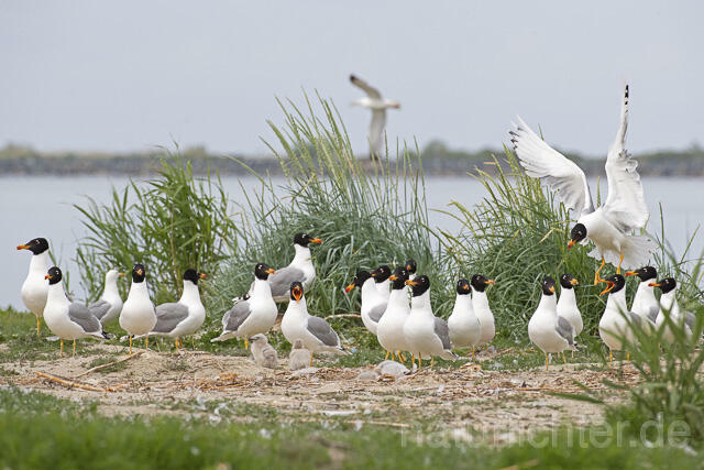 R14694 Fischmöwe, Brutkolonie, Donaudelta, Pallas's Gull, Breeding colony, Danube Delta - C.Robiller/Naturlichter.de