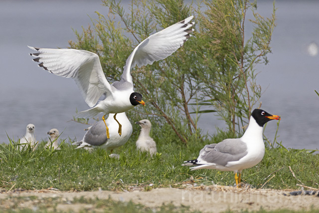 R14698 Fischmöwe, Brutkolonie, Donaudelta, Pallas's Gull, Breeding colony, Danube Delta - Christoph Robiller