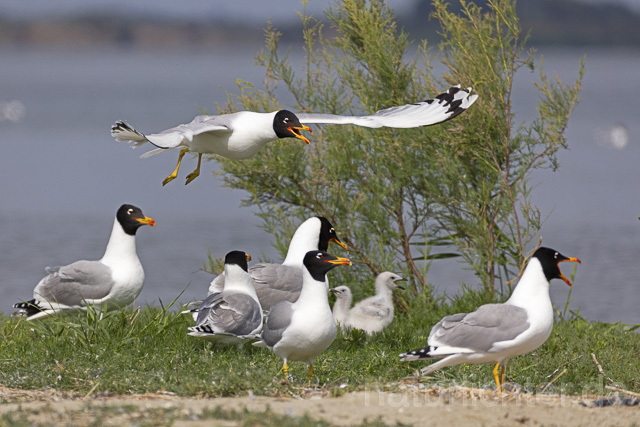 R14699 Fischmöwe, Brutkolonie, Donaudelta, Pallas's Gull, Breeding colony, Danube Delta - Christoph Robiller