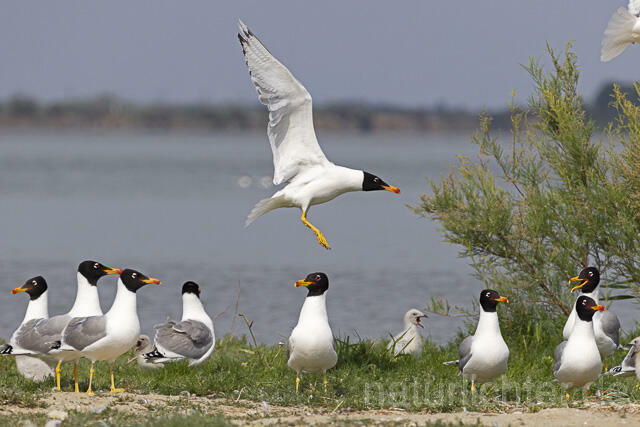 R14700 Fischmöwe, Brutkolonie, Donaudelta, Pallas's Gull, Breeding colony, Danube Delta