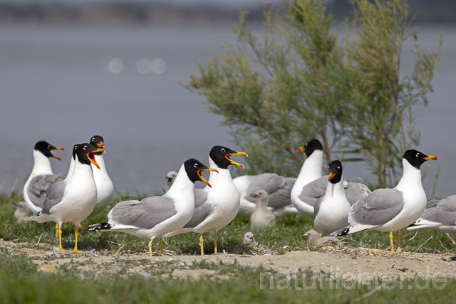 R14702 Fischmöwe, Brutkolonie, Donaudelta, Pallas's Gull, Breeding colony, Danube Delta