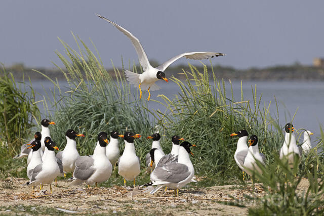 R14709 Fischmöwe, Brutkolonie, Donaudelta, Pallas's Gull, Breeding colony, Danube Delta