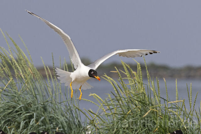 R14710 Fischmöwe im Anflug, Brutkolonie, Donaudelta, Pallas's Gull flying, Breeding colony, Danube Delta