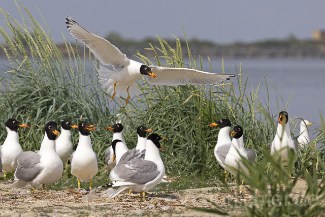 R14711 Fischmöwe, Brutkolonie, Donaudelta, Pallas's Gull, Breeding colony, Danube Delta - Christoph Robiller