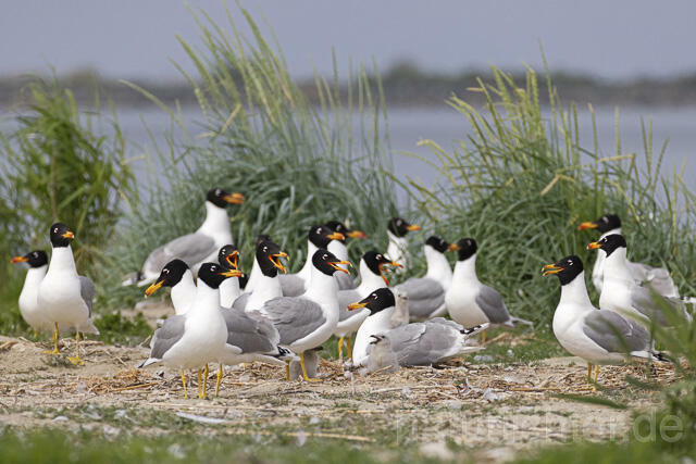 R14712 Fischmöwe, Brutkolonie, Donaudelta, Pallas's Gull, Breeding colony, Danube Delta