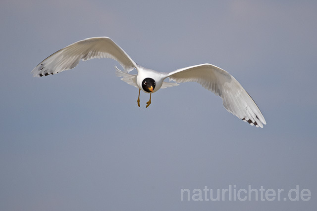 R14715 Fischmöwe im Flug, Donaudelta, Pallas's Gull flying, Danube Delta - C.Robiller/Naturlichter.de