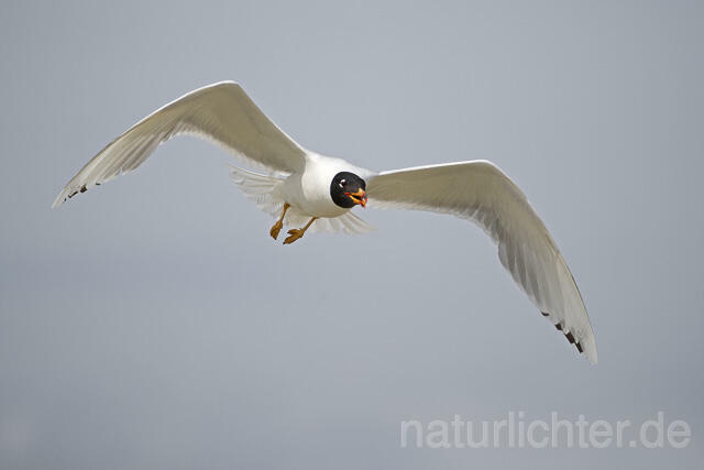 R14718 Fischmöwe im Flug, Donaudelta, Pallas's Gull flying, Danube Delta - C.Robiller/Naturlichter.de