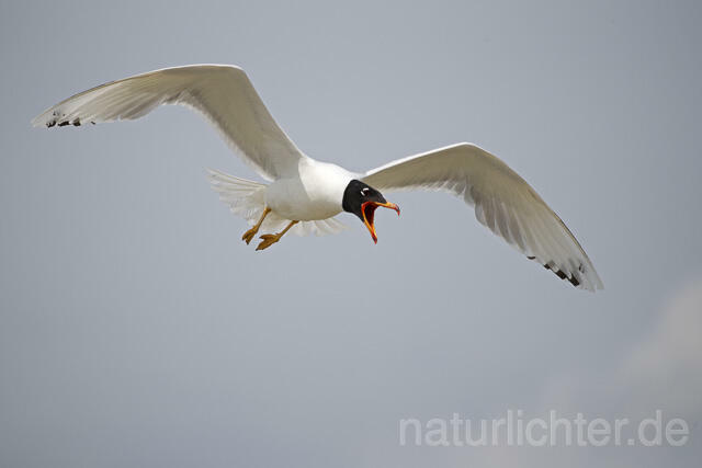 R14719 Fischmöwe im Flug, Donaudelta, Pallas's Gull flying, Danube Delta - C.Robiller/Naturlichter.de