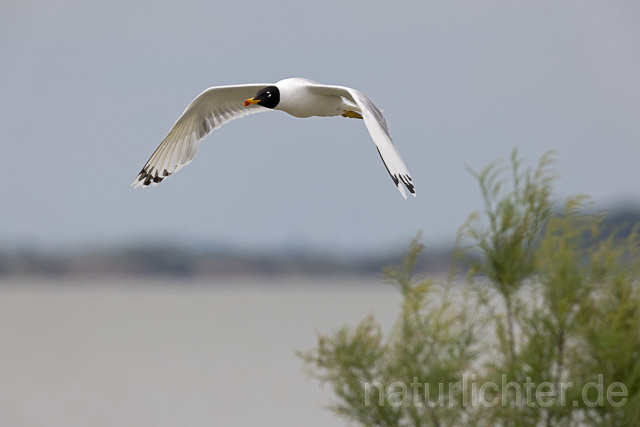 R14724 Fischmöwe im Flug, Donaudelta, Pallas's Gull flying, Danube Delta