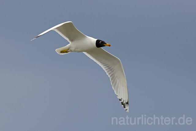 R14726 Fischmöwe im Flug, Donaudelta, Pallas's Gull flying, Danube Delta