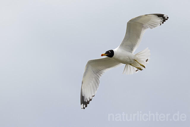 R14727 Fischmöwe im Flug, Donaudelta, Pallas's Gull flying, Danube Delta