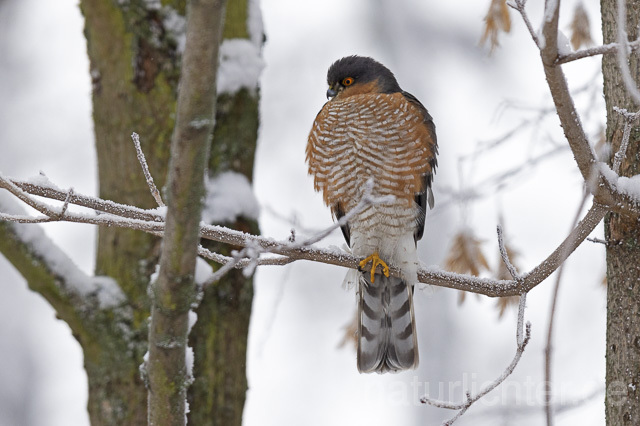 R14742 Sperber, Männchen, Eurasian sparrowhawk male, Winter - Christoph Robiller
