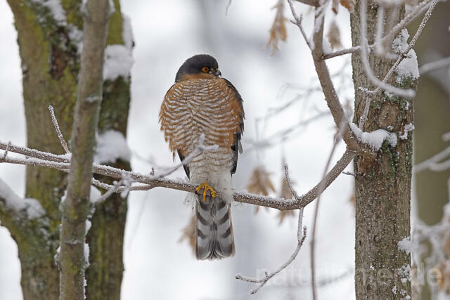 R14743 Sperber, Männchen, Eurasian sparrowhawk male, Winter - Christoph Robiller
