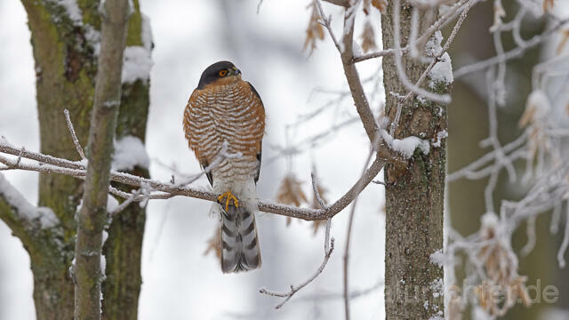 R14746 Sperber, Männchen, Eurasian sparrowhawk male, Winter - Christoph Robiller