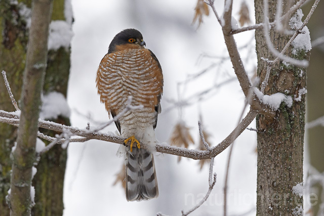 R14751 Sperber, Männchen, Eurasian sparrowhawk male, Winter - Christoph Robiller