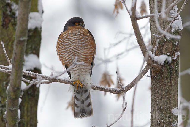 R14751 Sperber, Männchen, Eurasian sparrowhawk male, Winter