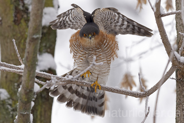 R14767 Sperber, Männchen, Eurasian sparrowhawk male, Winter - Christoph Robiller
