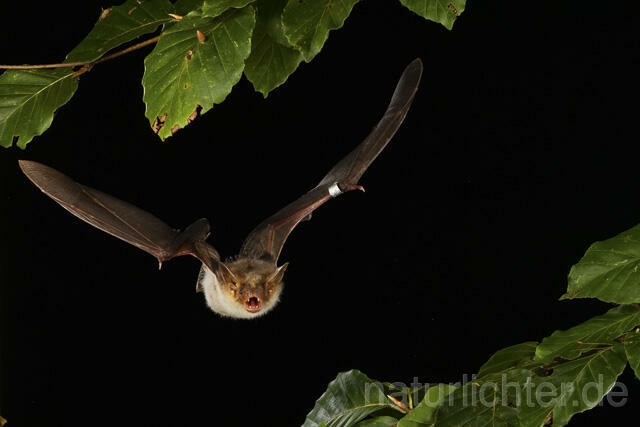 R14791 Großes Mausohr im Flug, Greater Mouse-eared Bat flying