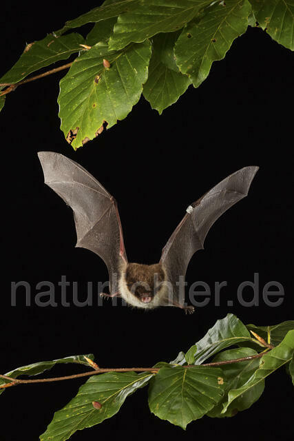 R14792 Wasserfledermaus im Flug, Daubenton's bat flying