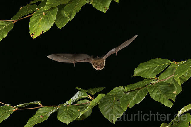 R14793 Wasserfledermaus im Flug, Daubenton's bat flying - Christoph Robiller
