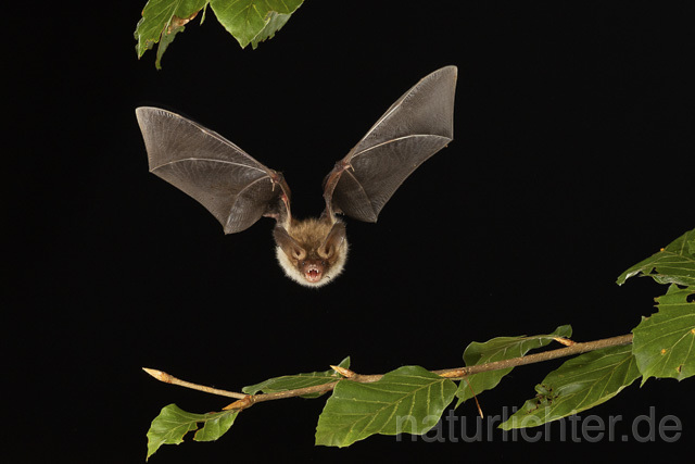 R14795 Bechsteinfledermaus im Flug, Thüringen, Bechstein's Bat flying - Christoph Robiller