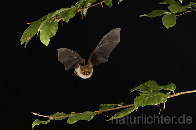 R14774 Fransenfledermaus im Flug, Natterer's Bat flying