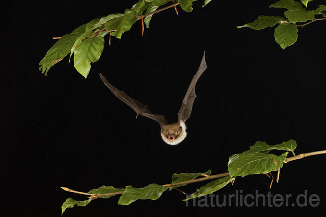 R14775 Fransenfledermaus im Flug, Natterer's Bat flying