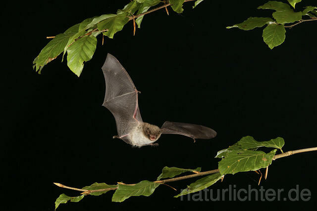 R14776 Wasserfledermaus im Flug, Daubenton's bat flying