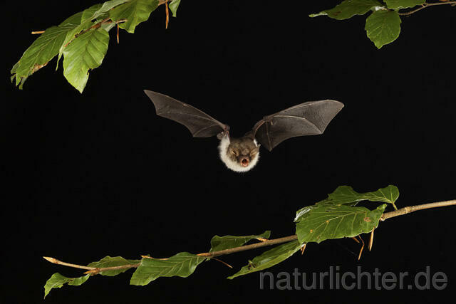 R14777 Fransenfledermaus im Flug, Natterer's Bat flying