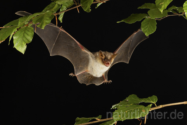 R14778 Großes Mausohr im Flug, Greater Mouse-eared Bat flying - Christoph Robiller