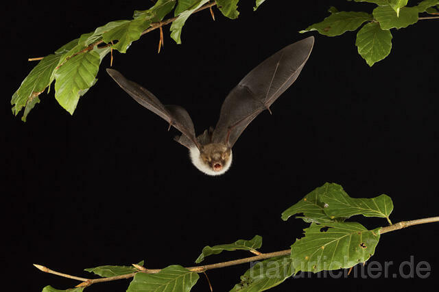 R14779 Fransenfledermaus im Flug, Natterer's Bat flying