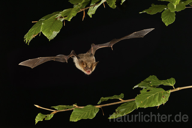 R14780 Großes Mausohr im Flug, Greater Mouse-eared Bat flying - Christoph Robiller