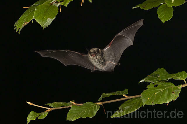 R14781 Kleine Bartfledermaus im Flug, Whiskered Bat flying - Christoph Robiller