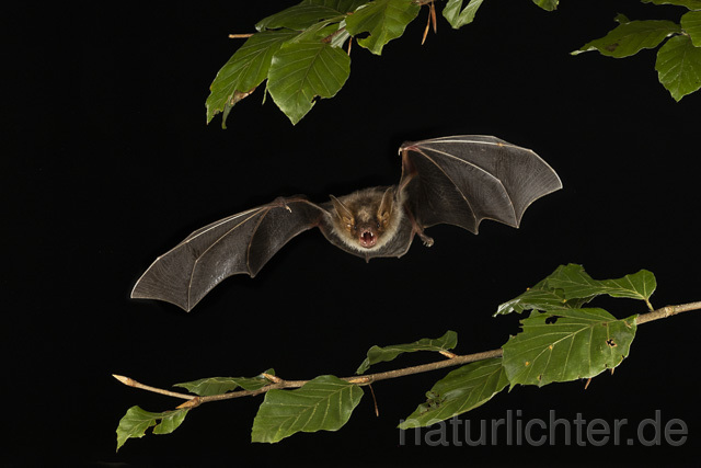 R14782 Großes Mausohr im Flug, Greater Mouse-eared Bat flying - Christoph Robiller