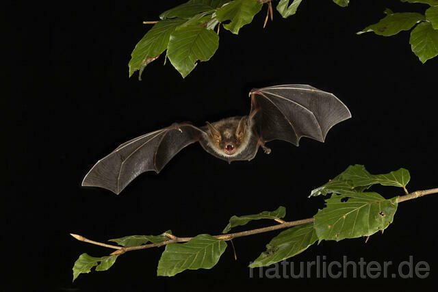 R14782 Großes Mausohr im Flug, Greater Mouse-eared Bat flying