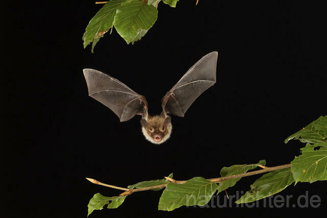 R14783 Bechsteinfledermaus im Flug, Thüringen, Bechstein's Bat flying