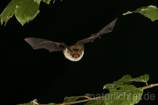 R14784 Bechsteinfledermaus im Flug, Thüringen, Bechstein's Bat flying - Christoph Robiller