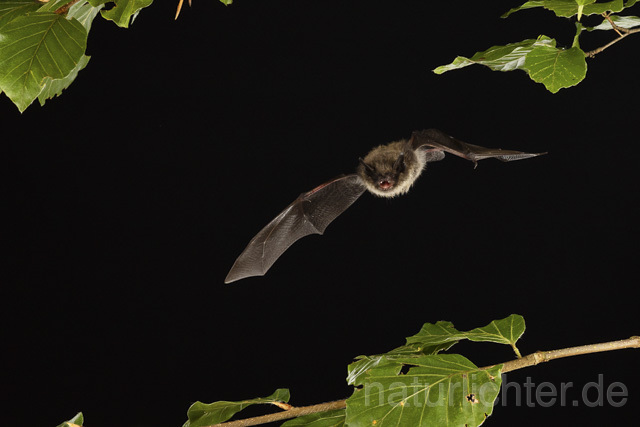 R14786 Kleine Bartfledermaus im Flug, Whiskered Bat flying - Christoph Robiller