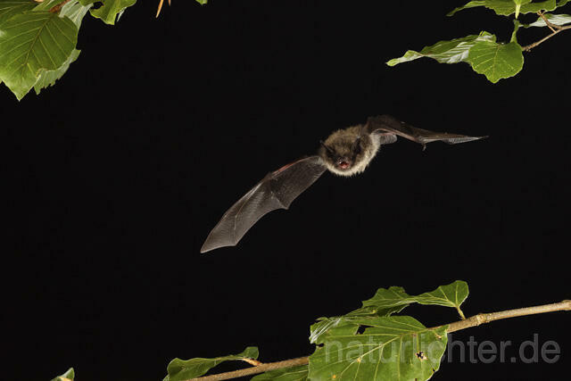 R14786 Kleine Bartfledermaus im Flug, Whiskered Bat flying