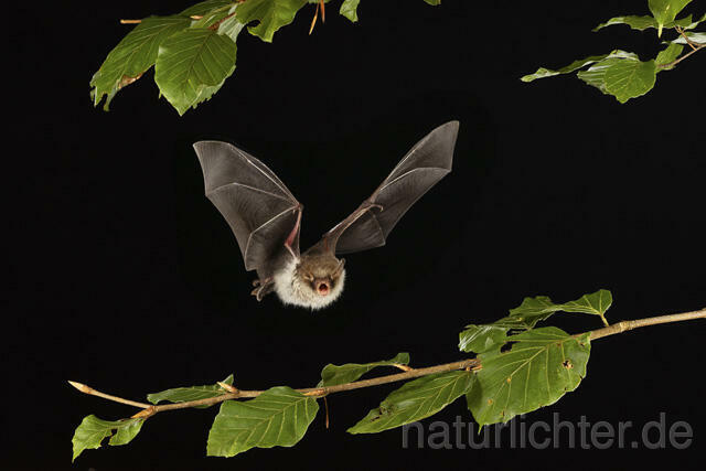 R14788 Fransenfledermaus im Flug, Natterer's Bat flying